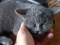 Yavru british shorthair