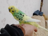 Sahibinden insan gibi konuşan muhabbet kuşu