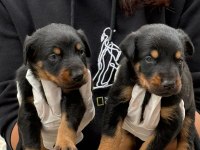 Doberman yavru köpekler