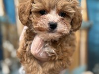 Orijinal en sevimli Kore Maltipoo