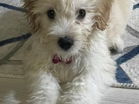 KÜÇÜK SEVGİ DOLU KÖPEĞİMİZE ÖMÜRLÜK YUVA ARIYORUZ