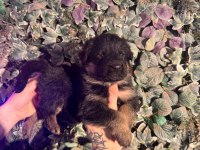 Burkemden a kan alman çoban köpeği yavruları