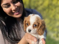 Harika cavalier king charles yavrularım
