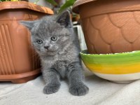 British shorthair küçük prenses