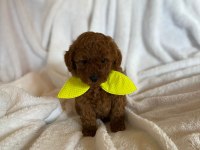Müthiş kore poodle yavruları
