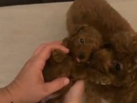 YAVRU ERKEK TOY POODLE