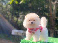 SİZDE POMERANİAN TÜY YUMAĞINA SAHİP OLMAK İSTERMİSİNİZ