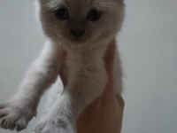 British shorthair yavrularımız