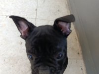 Çok sevimli bir köpektir