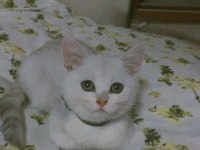 %100 SAFKAN BRİTİSH SHORTHAİR DİŞİ YAVRULARIM