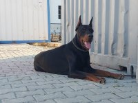 Safkan doberman