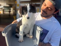 tertemiz harika border collie