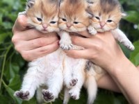 British longhair bebekler