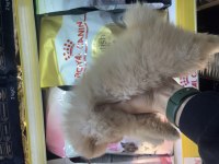 Saf kan pomeranian boo yavrularımız