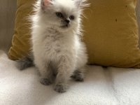 Blue point british longhair