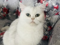 Lisa Kızım Scottish Straight
