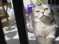 Scottish Fold (erkek) – Yeni yuvasını arıyor