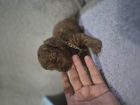 Toy Poodle Bebeğimiz