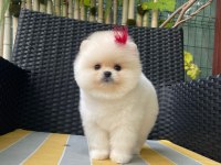 Efsane Dişi Pomeranian
