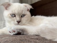 Uysal scottish fold kızım