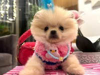 Evinize mutluluk getirecek minicik yavru köpekler