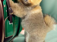 Orange dark ayı surat pomeranian boo 2 aylık erkek yavru