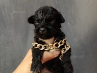 Terrier yavrular