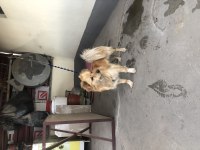 Pomeranian 1 numara tuvalet eğimi var