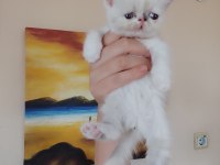 Persian bebeklerimizi sahiplendirmek