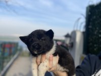 ÜST KALİTE AMERİKAN AKITA BEBEKLER