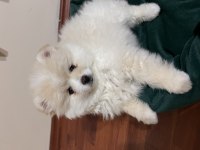 Ayı Surat Pomeranian Boo