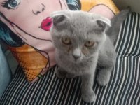 Sahiplendirilecek scottish fold