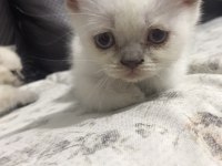Orijinal Erkek 2 Aylık British Shorthair