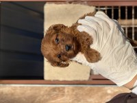 Sevimli toy poodle yavrularımız 