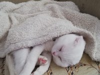 Ücretsiz scottish fold 2 yaşında kısır değil