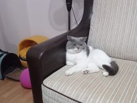 British Shorthair Çakılım Yeni Yuvasını Bekliyor