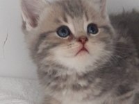 28.03.2023 doğumlu bebeklerim sahiplendirilecektir kediler