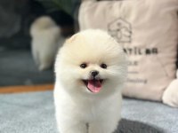Premium Pomeranian Yavrular Sağlık Garantili