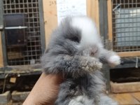 Hollanda lop tavşanlar