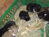 Orijinal netherland dwarf cüce tavşan