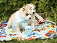 Husky yavruları