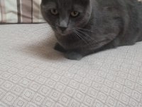 Russian blue kedimiz oyun canlısı