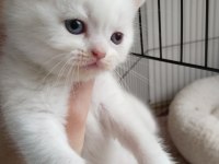 british shorthair özel seri mavi gözlü