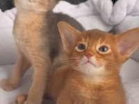 SAFKAN ANNE VE BABALARIMIZDAN MÜKEMMEL HABEŞ KEDİLERİ