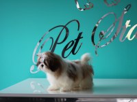 PETSTATION DAN ŞECERELİ SHİH-TZU YAVRULARI