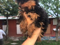 Terrier Yorkshire Yavrularımız Tüm İllere