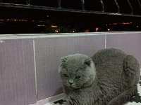 Acil sahiplendirme scottish fold takas olur