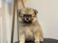 41 günlük pomeranian yavrularımız anne baba orjinal