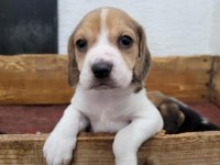 Beagle yavrularımız ırk garantilidir