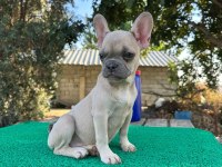 AA FRENCH BULLDOG YAVRULARİMİZ